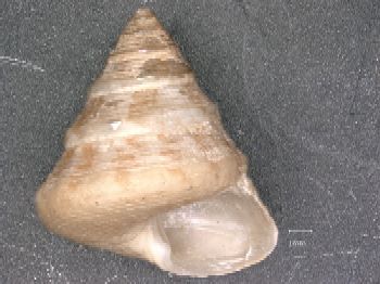 Media type: image; Malacology 140372 Description: Preserved specimen.;